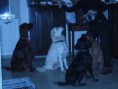 /album/a-casa-da-zzia/tutti-jpg/